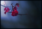 /gallery/like_a_firefly_without_a_light_by_jyoujo-d5ienvd.jpg